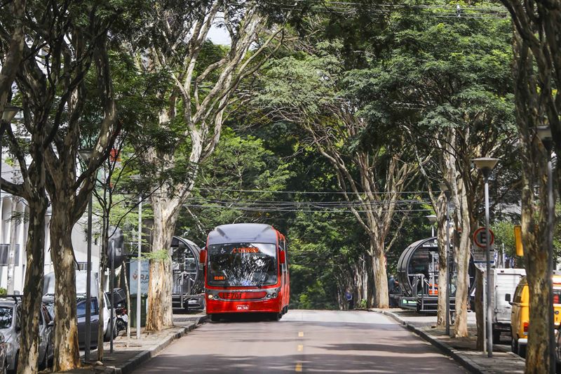 Censo do IBGE mostra que Curitiba é a capital com vias mais arborizadas do Sul e Sudeste do Brasil. Foto: Daniel Castellano/ SECOM