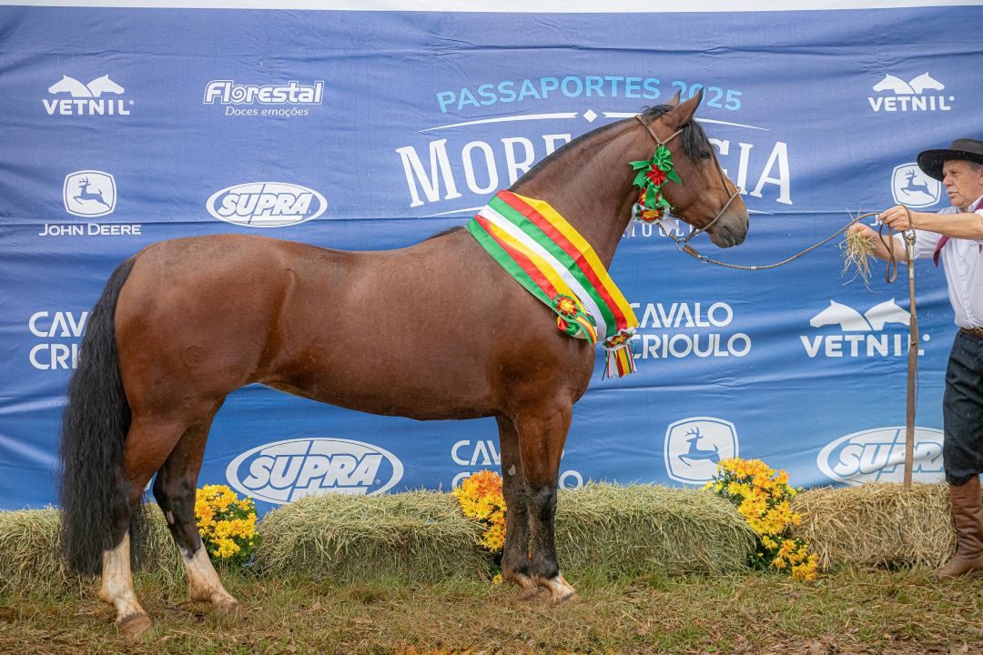 Égua de Guarapuava leva o grande campeonato e melhor exemplar da raça Crioula na Exposição Passaporte
