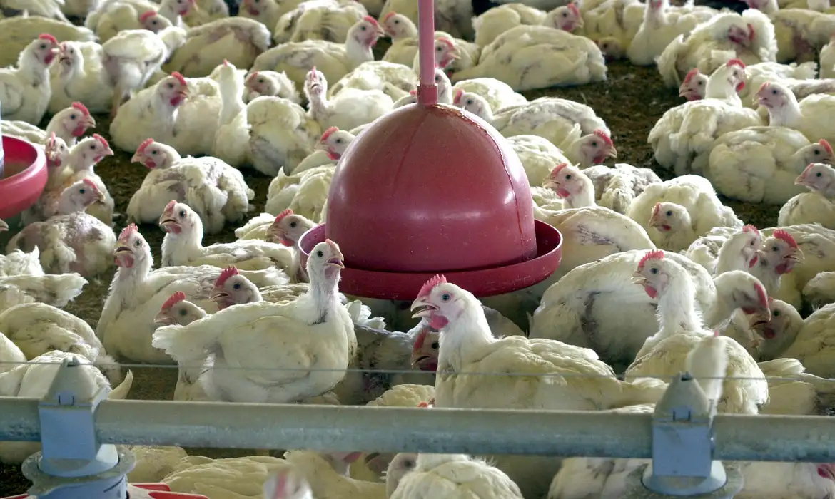China, UE e Argentina suspendem compras de carne de frango do Brasil