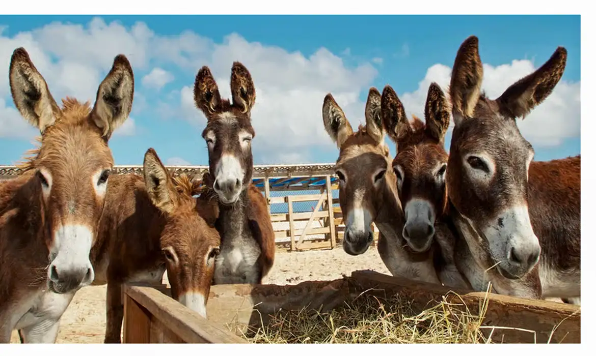 © Proteção Animal Mundial